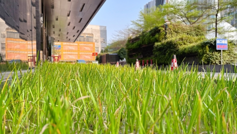 看广州城市商务区的绿色低碳风