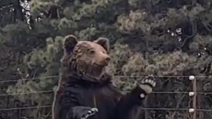 动物园棕熊听懂人话？