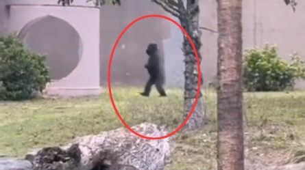 动物园偶遇大猩猩直立行走