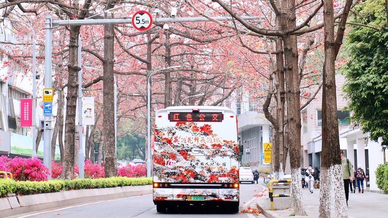木棉花“开”在公交上，岭南画派红棉主题巴士正式发车