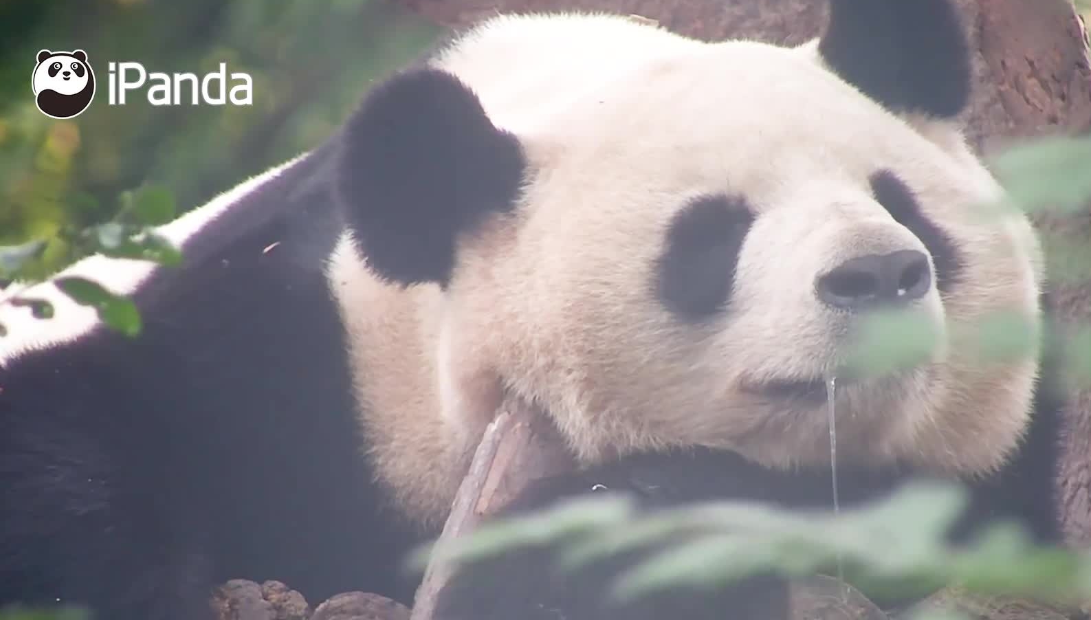 大熊猫睡觉也会流口水