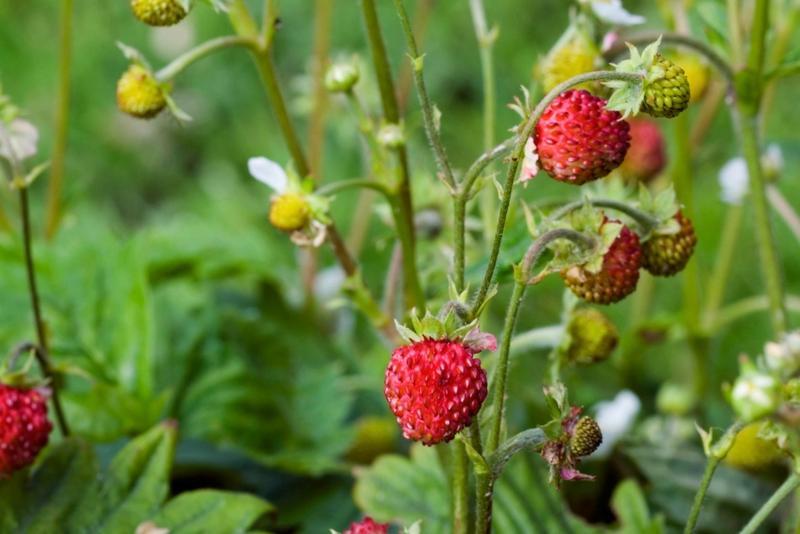 大城名园 万物和谐｜促进生物多样性研究，野生草莓“身负重任”！