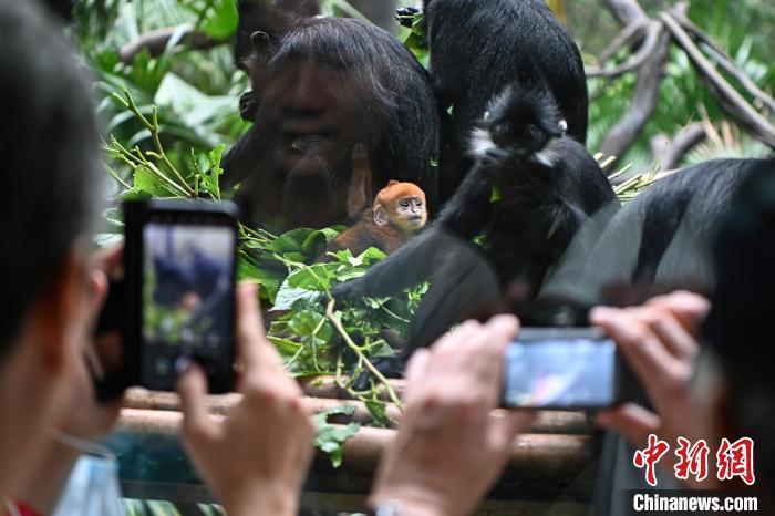 广州长隆新生黑叶猴宝宝与游客见面