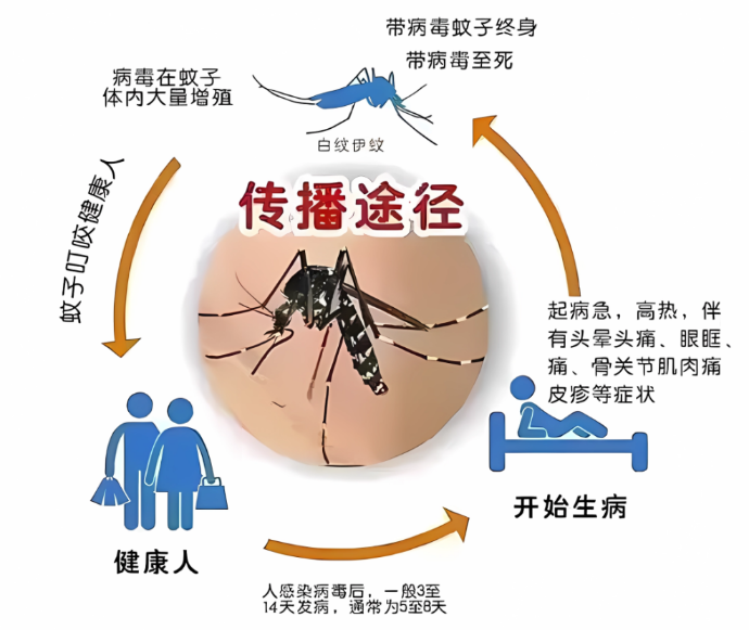 警惕！广州进入登革热流行期，防蚊灭蚊是关键