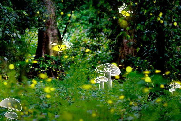 看萤火虫的时节到了！华南国家植物园“追萤企划”今日正式开启：雷火电竞首页(图6)