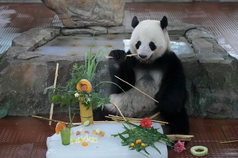 撸串玩冰，广州动物园熊猫爽快过夏天