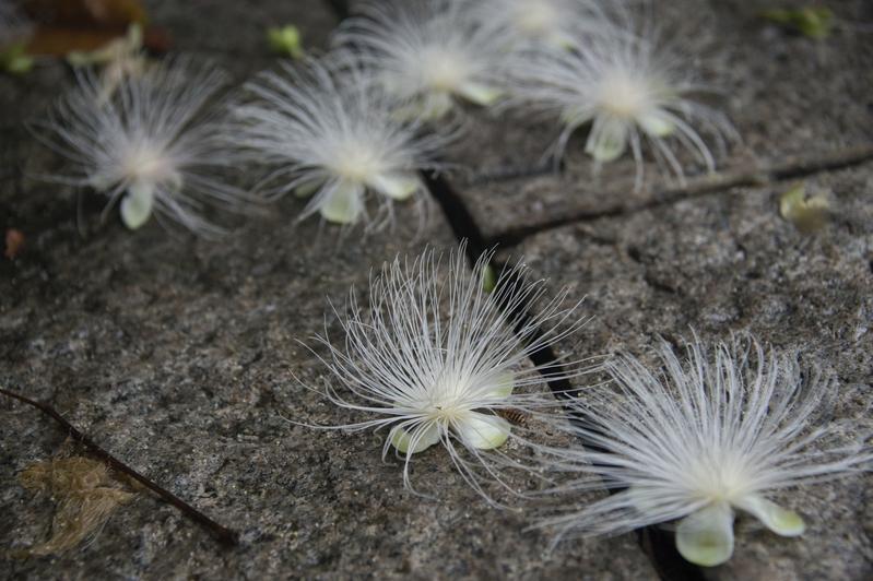 花期只有一晚！珠江公园“奇花”玉蕊正悄然绽放
