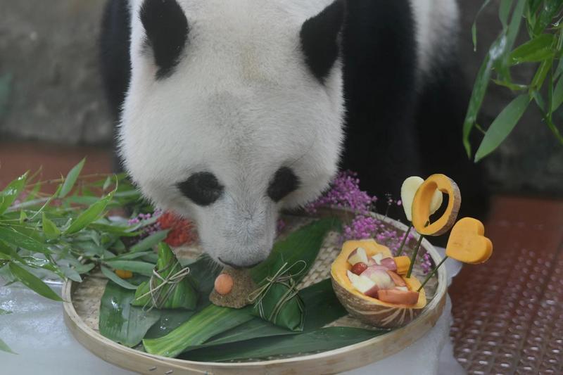 端午节大熊猫美美吃“粽子”，“蛋黄粽”大受欢迎