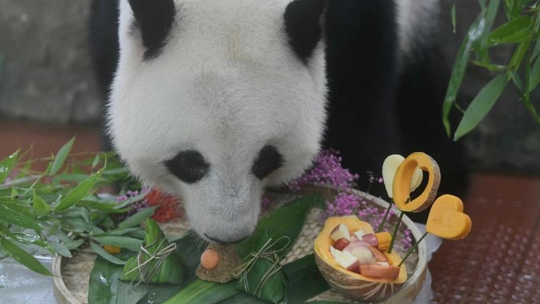 端午节大熊猫美美吃“粽子”，“蛋黄粽”大受欢迎