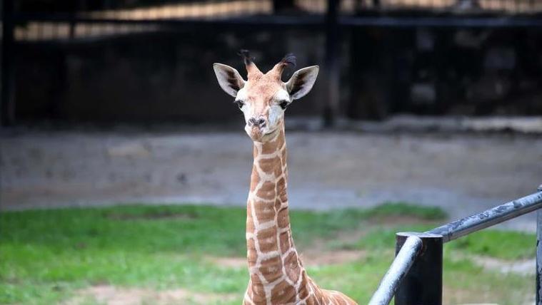 广州动物园2日14时起恢复正常开园