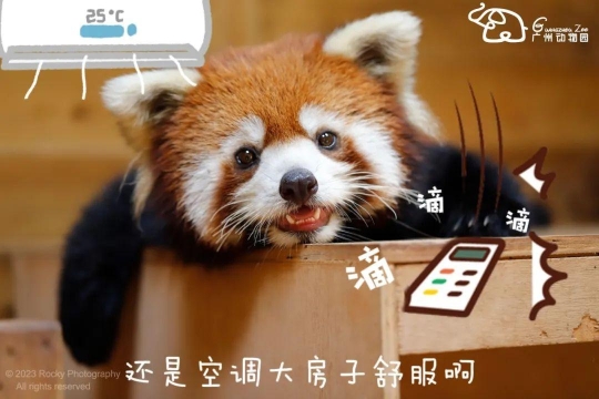 可爱暴击！“国际小熊猫日”广州动物园传喜讯，小熊猫“晞晞”诞下龙凤胎