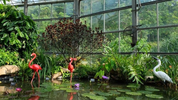 虎颜花、 巴戟天、 驼峰藤……这17种广东特有植物将同时展出