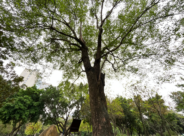 征求意见！这70种树木拟列入广州市主要造林树种