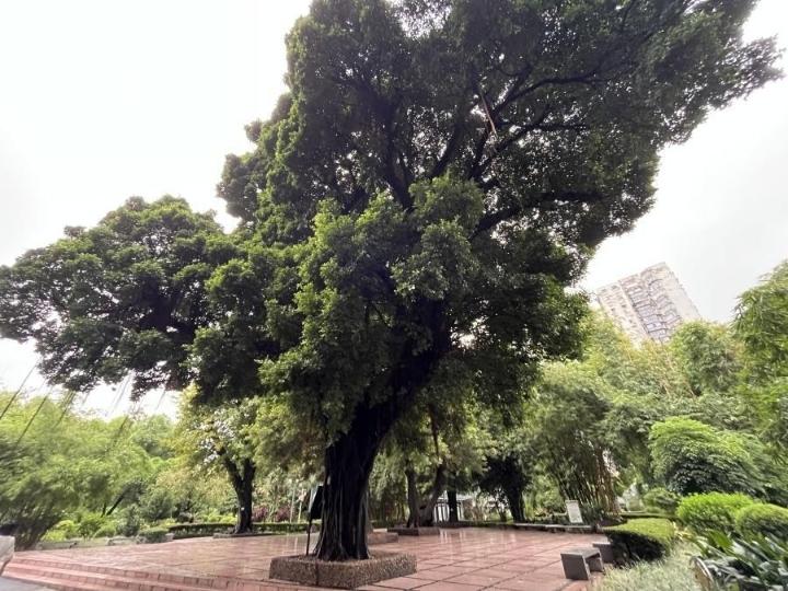 榕树位置:广东省广州市海珠区江南中街道万寿社区晓港公园榕树广场