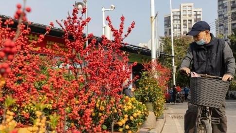 新春走基层丨逛花街，购年花！广州花卉绽放“美丽经济”