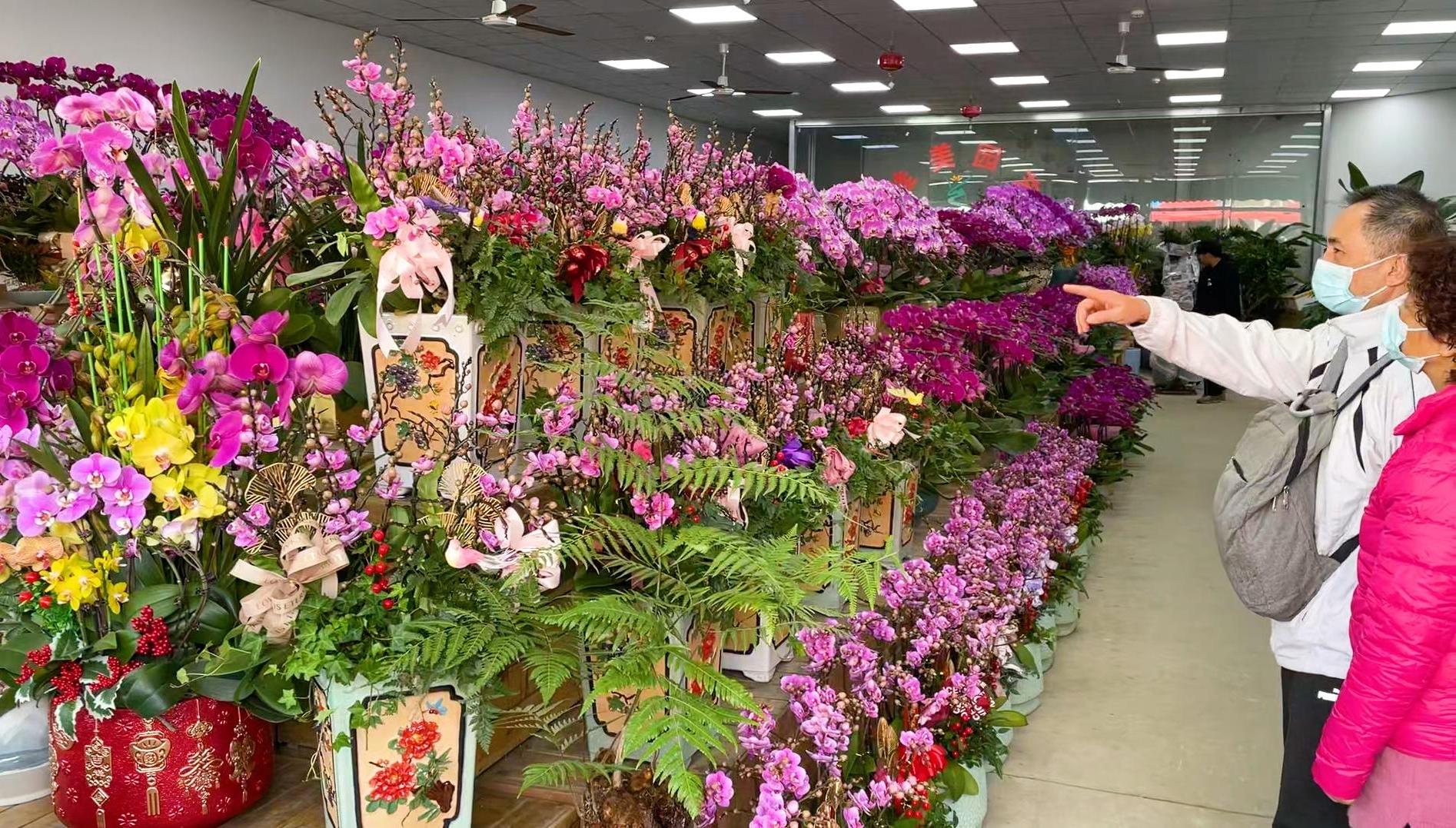 新春走基层丨年花新上市，冷空气也挡不住市民的买花热情