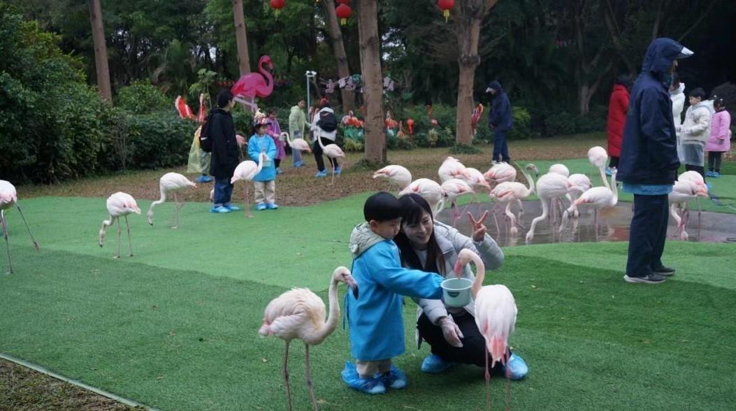 外地游客晒广州过年账单：“年味浓”“选择多”“性价比高”