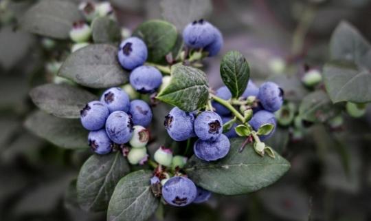 来摘甜脆的“蓝宝石”吧！广州白云首家蓝莓采摘园开放​