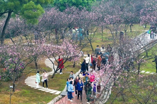 乘“樱花小火车”穿梭花海，十八罗汉山樱花节开幕