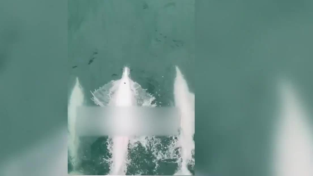 海警巡航偶遇10多只中华白海豚