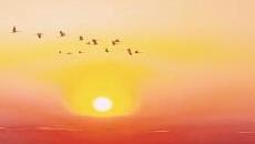 候鸟伴日出日落起舞的画面有多美