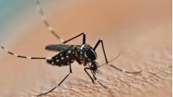 被这种蚊子咬一口比断骨还痛，广州今年已报告多例