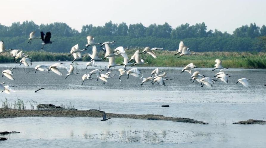 南沙湿地黑脸琵鹭数量再破纪录，彰显广州生态治理成效
