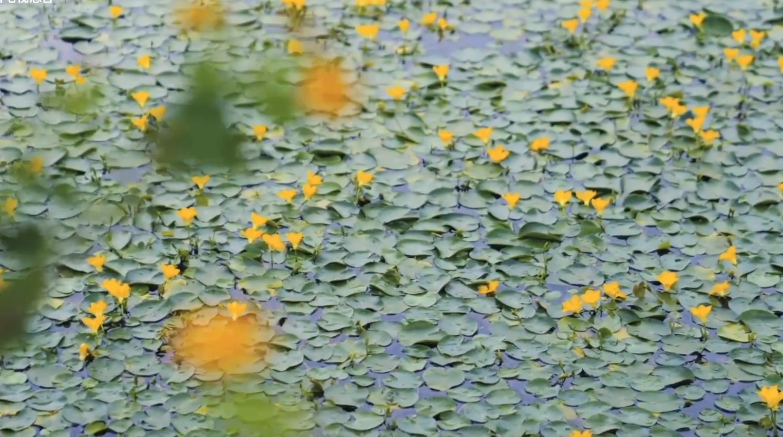 南京琵琶湖的荇菜花开了