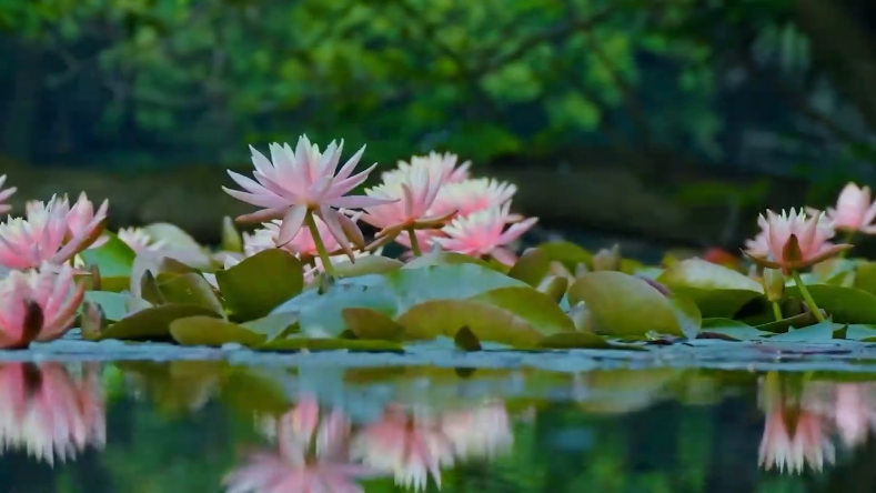 杭州西湖睡莲盛放巨型大白鹅现身无bgm沉浸感受夏天氛围视频三角