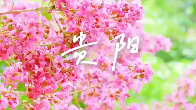 惊艳亮相！贵阳市花紫薇花绽放广州“小蛮腰”