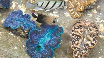 2025年国际农业服务贸易大会昨日在广州开幕