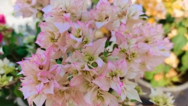 簕杜鹃，主角！中国科学院植物园名园名花展开幕