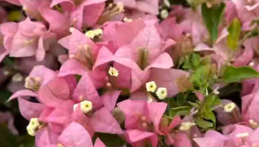 ​11月限定！簕杜鹃花海“燃”动华南国家植物园