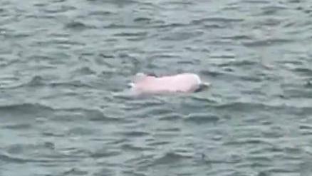 全运会将至，吉祥物出没珠江口