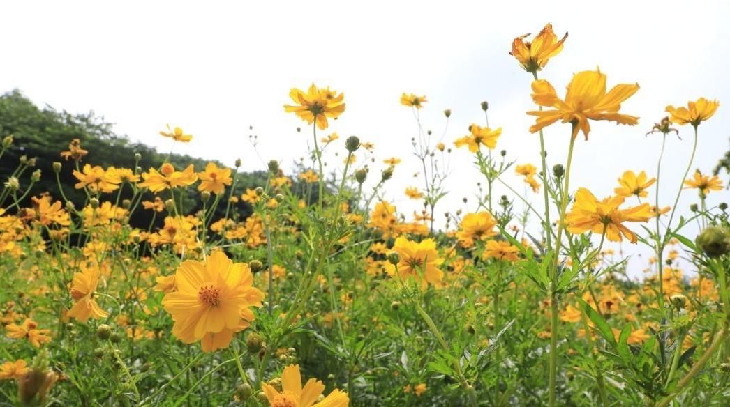 未来三天气温缓慢回升，下周初广州又要“速冻”