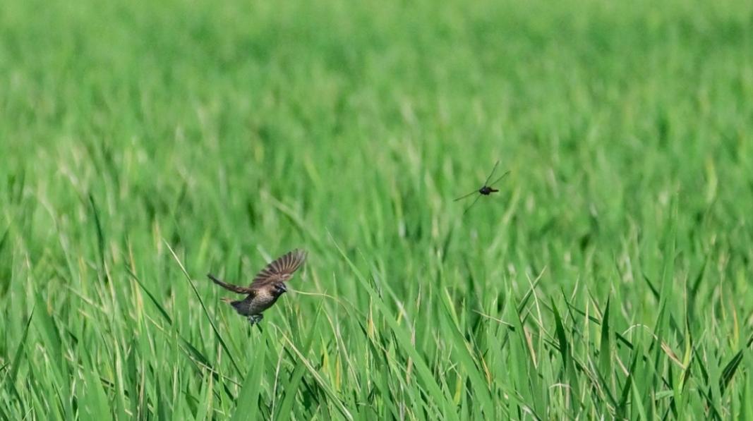 本周后半段有返夏感觉，下周冷空气抵达广州
