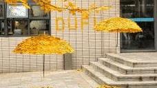 “银杏伞”火出圈，在广州，你可以做把五颜六色的！