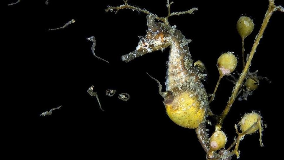 如何做个好“孕爸”？ 广州科学家揭秘海马“雄性怀孕”的演化奥秘