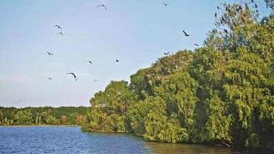 第二十届中国经济论坛嘉宾点赞南沙发展活力