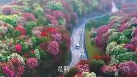 毛晓彤带我们看毕节百里杜鹃的世界级浪漫