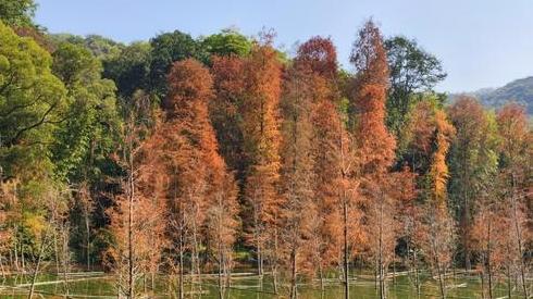 秋冬大片要来了！白云山落羽杉下周进入观赏期