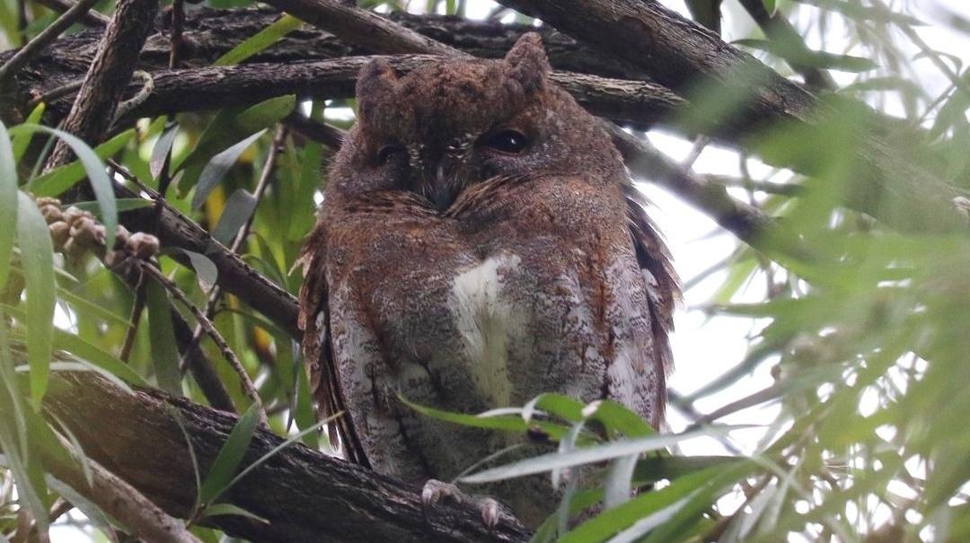 ​“暗夜精灵”“花蜜使者”相继现身，海珠湿地鸟类纪录刷新至205种