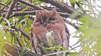 海珠湿地鸟类纪录刷新至205种