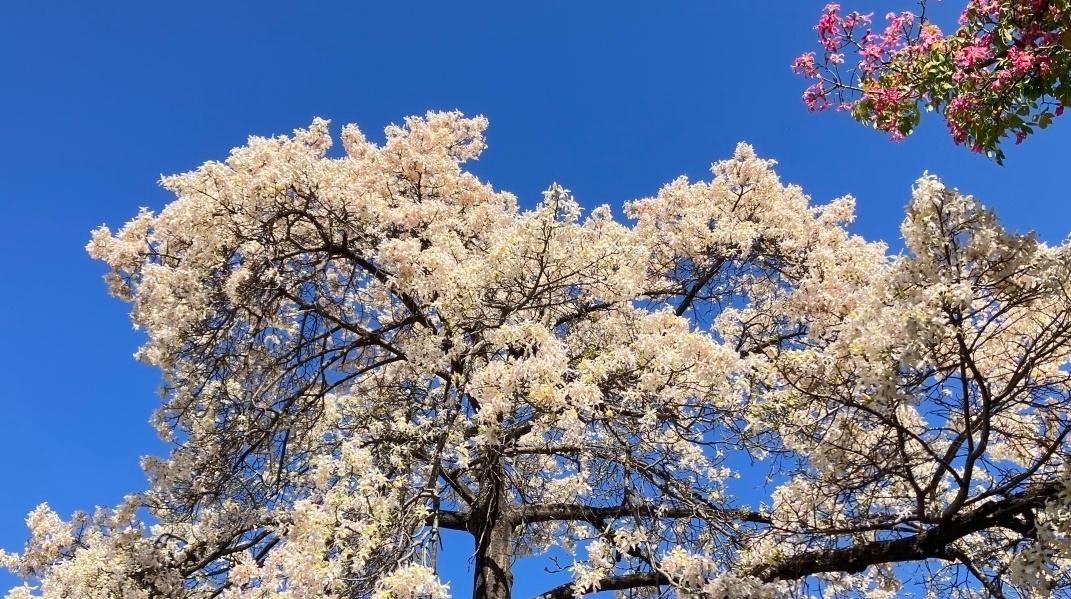 进入盛花期，华师大这棵异木棉成打卡“顶流”