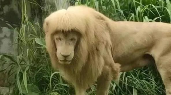 广州动物园齐刘海白狮“阿杭”开始“养老”生活