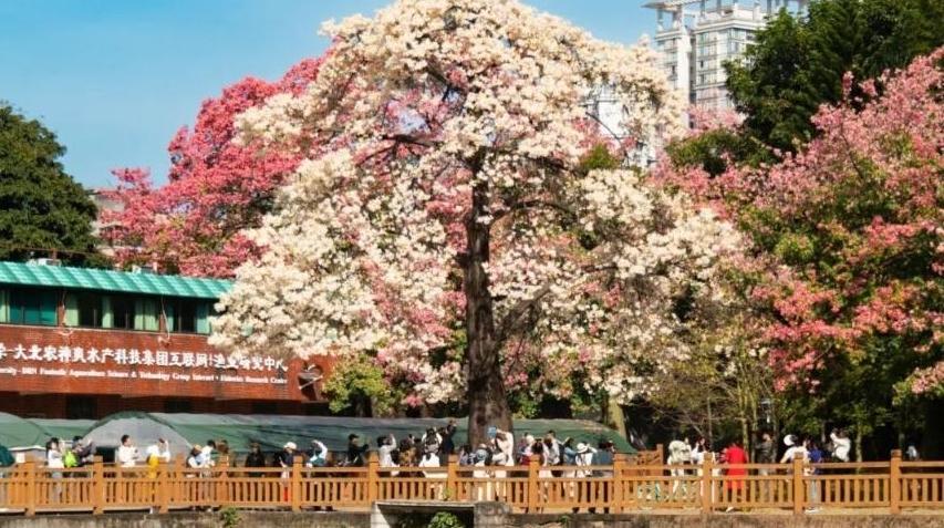 广州“初雪”已抵达华师!这棵白花美丽异木棉仙气十足