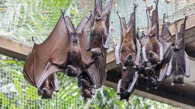 “世界最大蝙蝠”已在广州安家,即日起面向公众展出