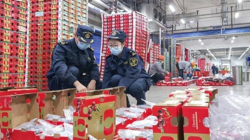 新产季全国首批海运直航进口车厘子到港广州南沙