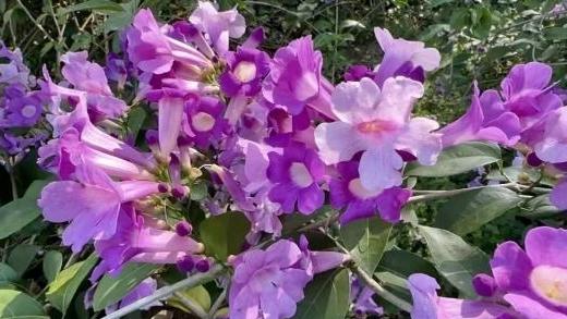 蒜香藤花开成瀑,秋日限定浪漫上线!