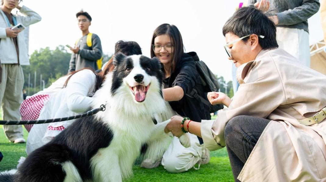 宠物嘉年华有什么?打卡广州版“疯狂动物城”